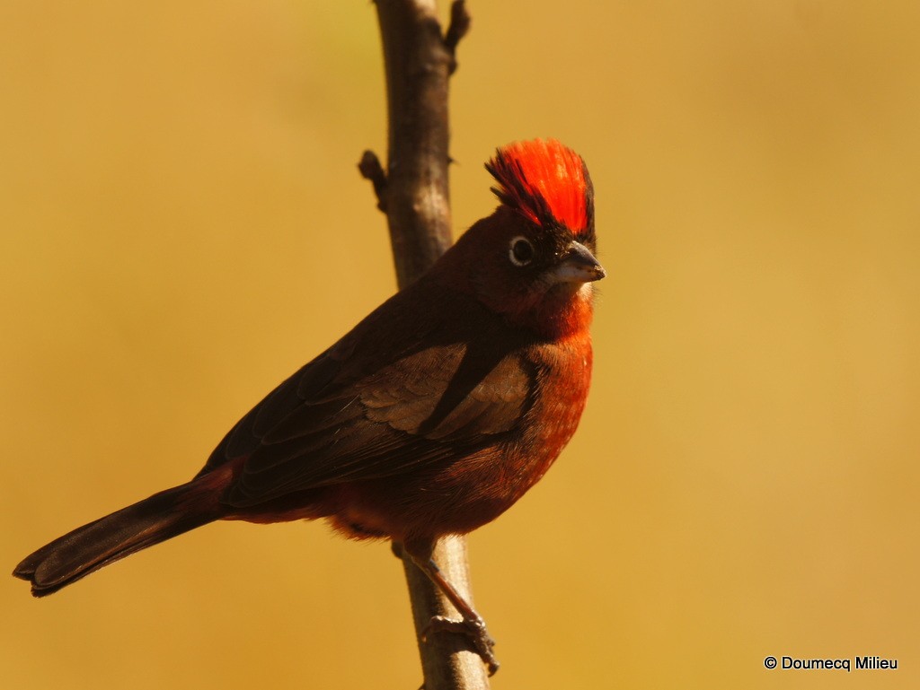 Red-crested Finch - Ricardo  Doumecq Milieu