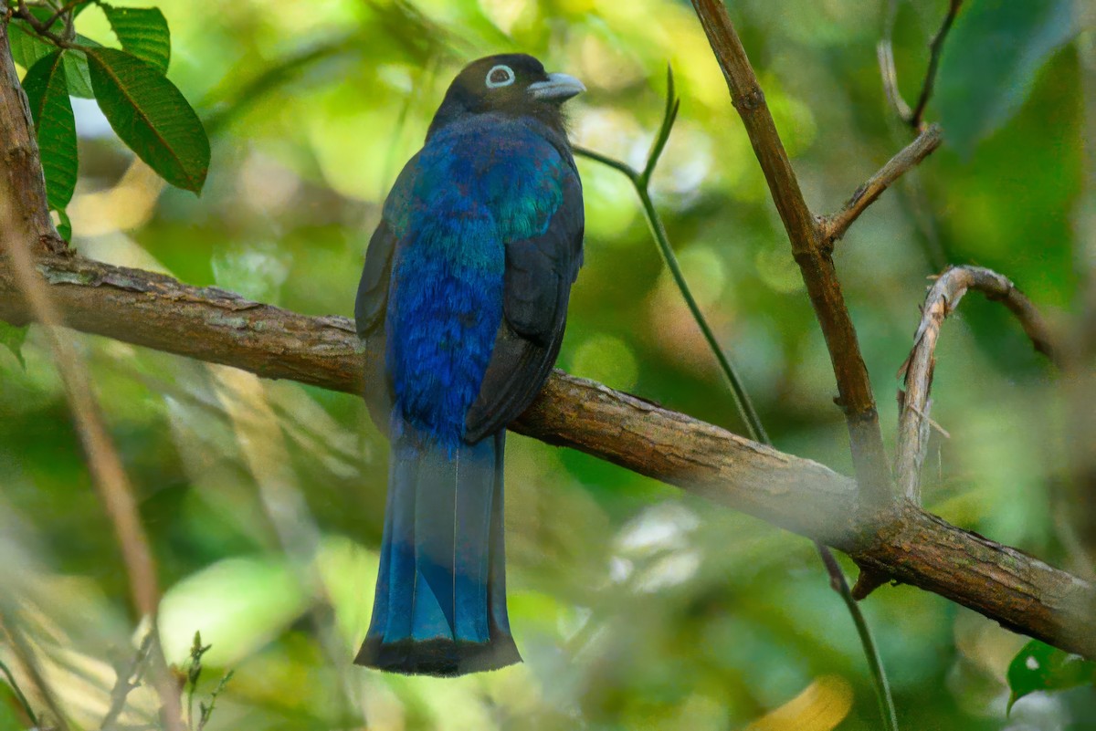 Trogon à tête noire - ML624071011