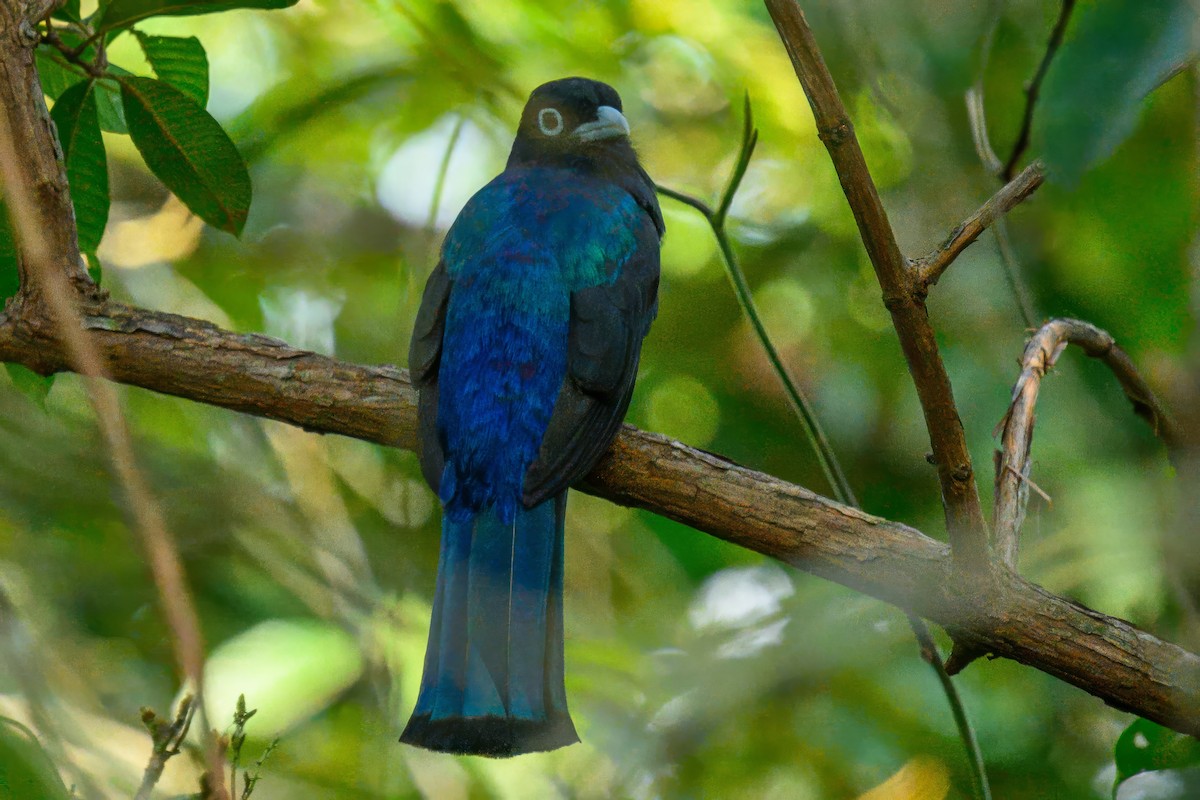 Trogon à tête noire - ML624071012