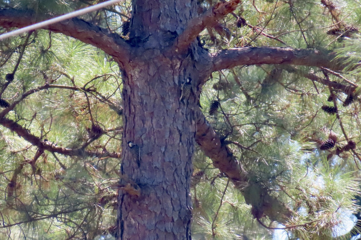 Red-cockaded Woodpecker - ML624071024