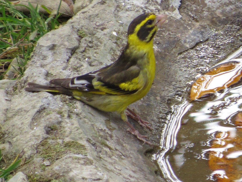 Yellow-breasted Greenfinch - ML624071025