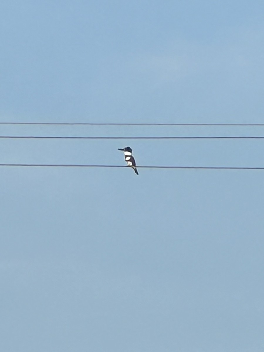 Belted Kingfisher - Mary Alm