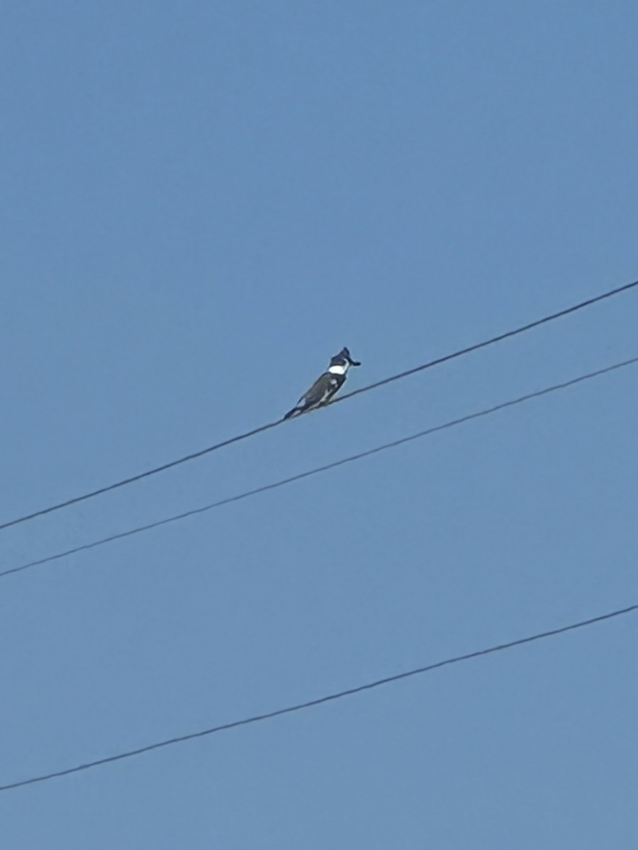 Belted Kingfisher - ML624071027