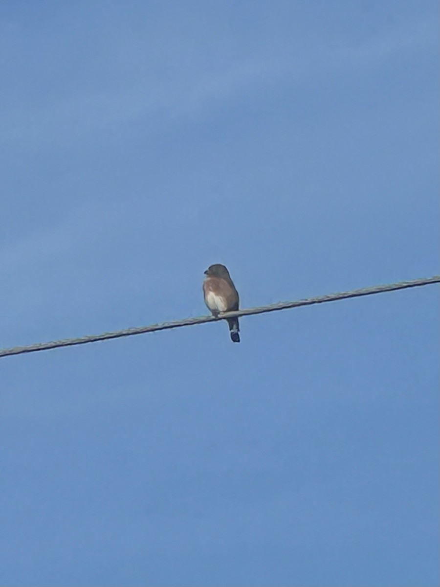 Eastern Bluebird - Mary Alm