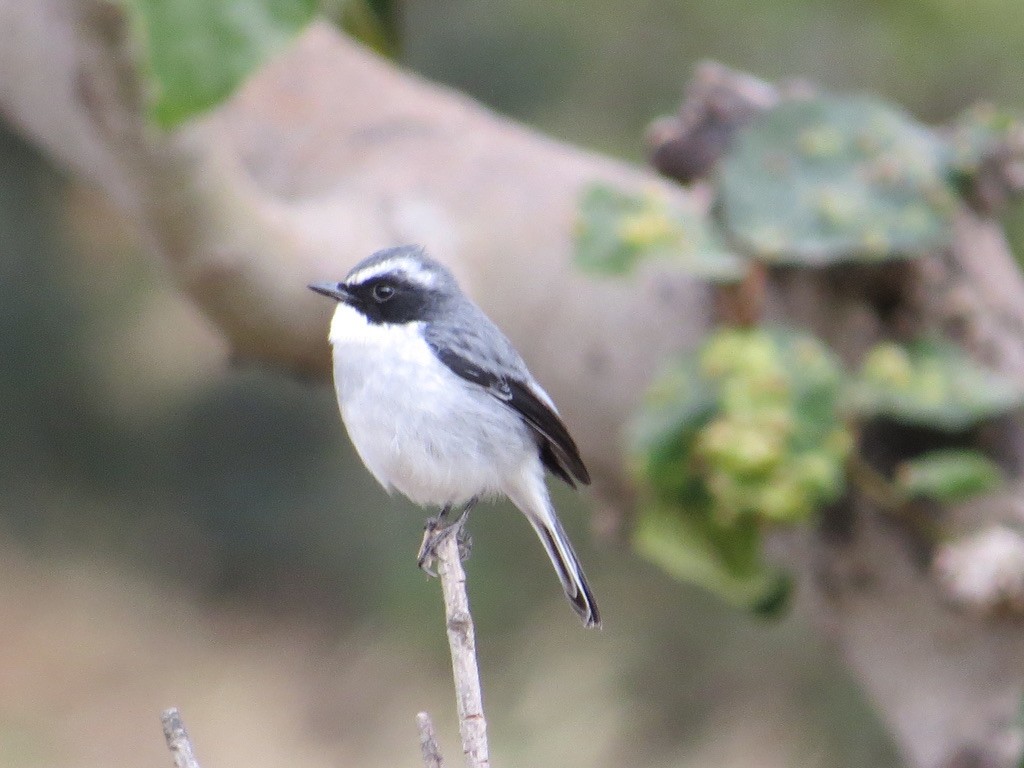 Gray Bushchat - ML624071050