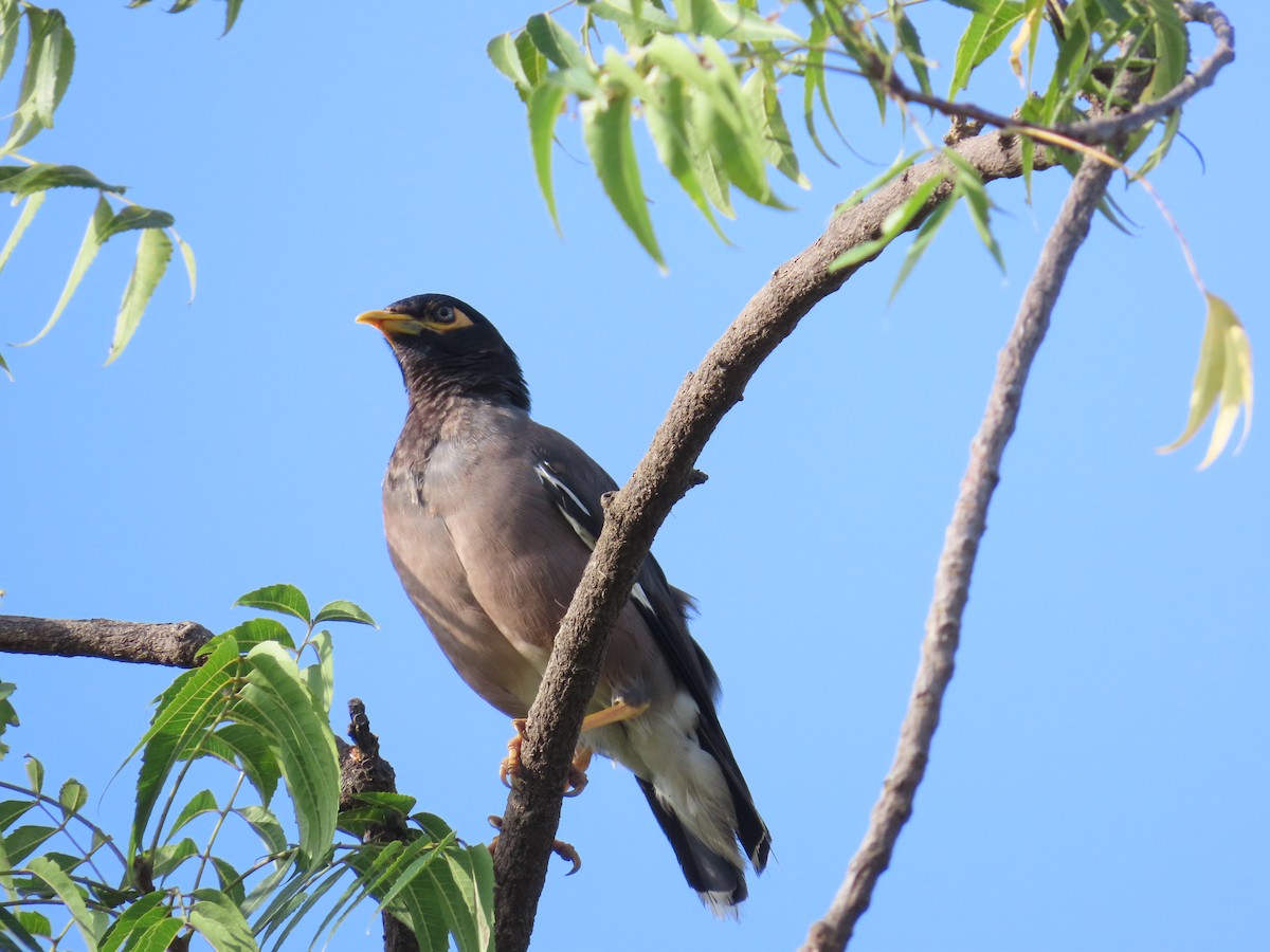 Common Myna - Shilpa Gadgil