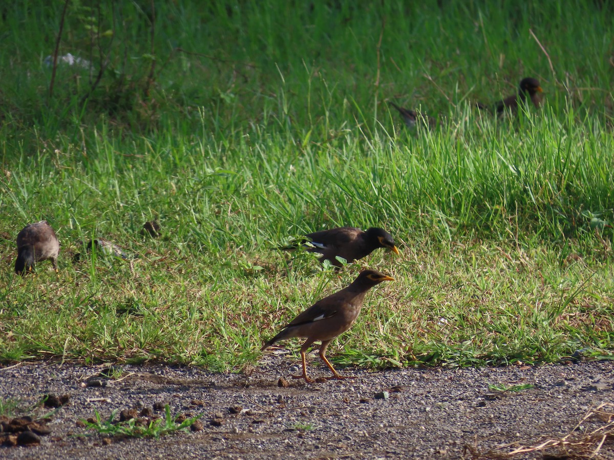 Common Myna - Shilpa Gadgil