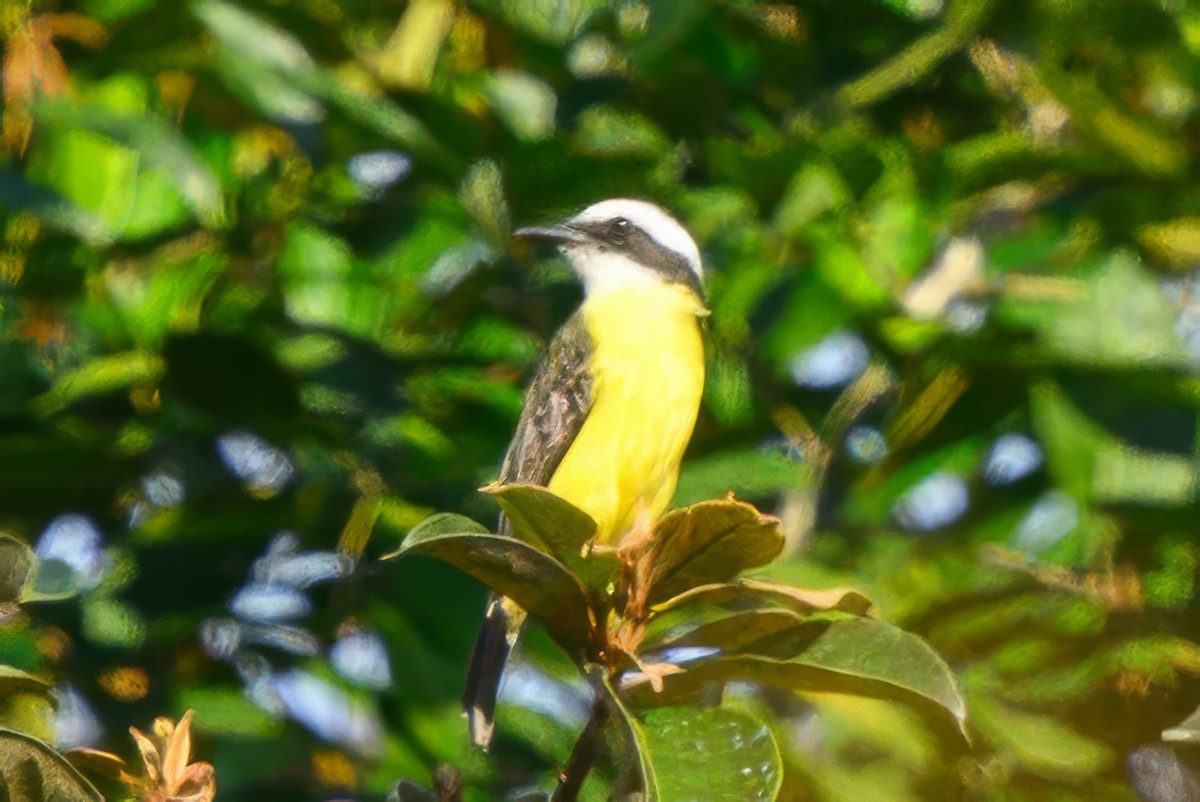 White-ringed Flycatcher - ML624071078