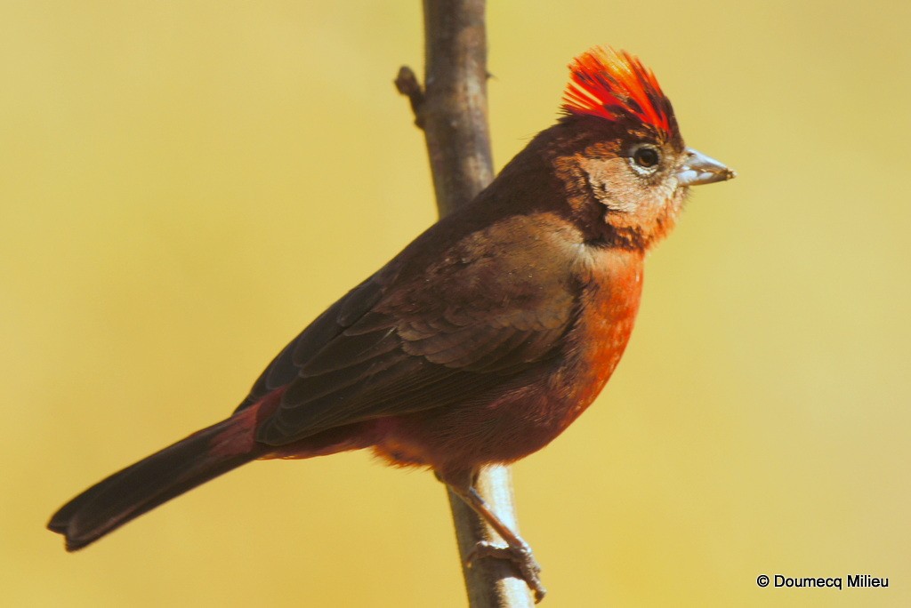 Red-crested Finch - Ricardo  Doumecq Milieu