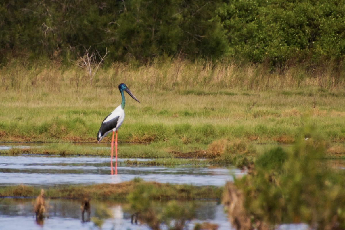 Black-necked Stork - ML624071114