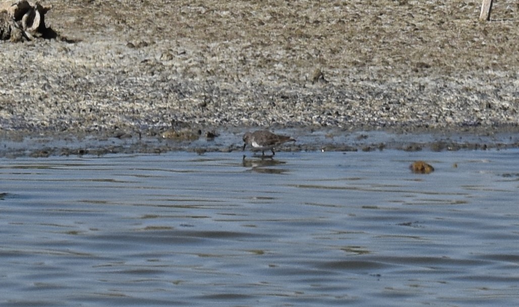 Temminckstrandläufer - ML624071126