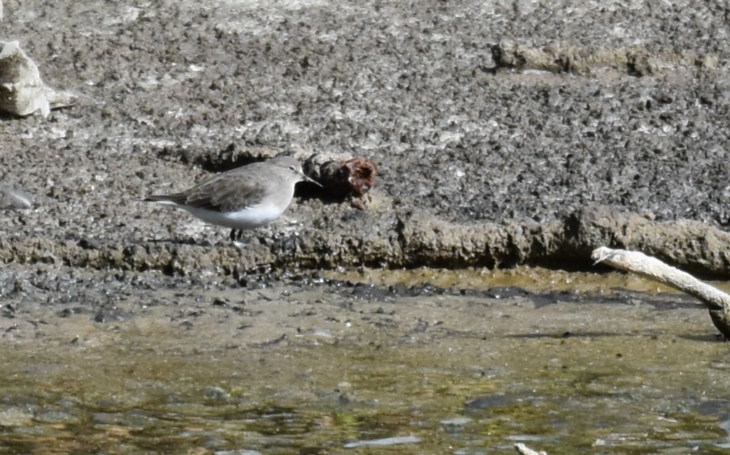 Temminckstrandläufer - ML624071127