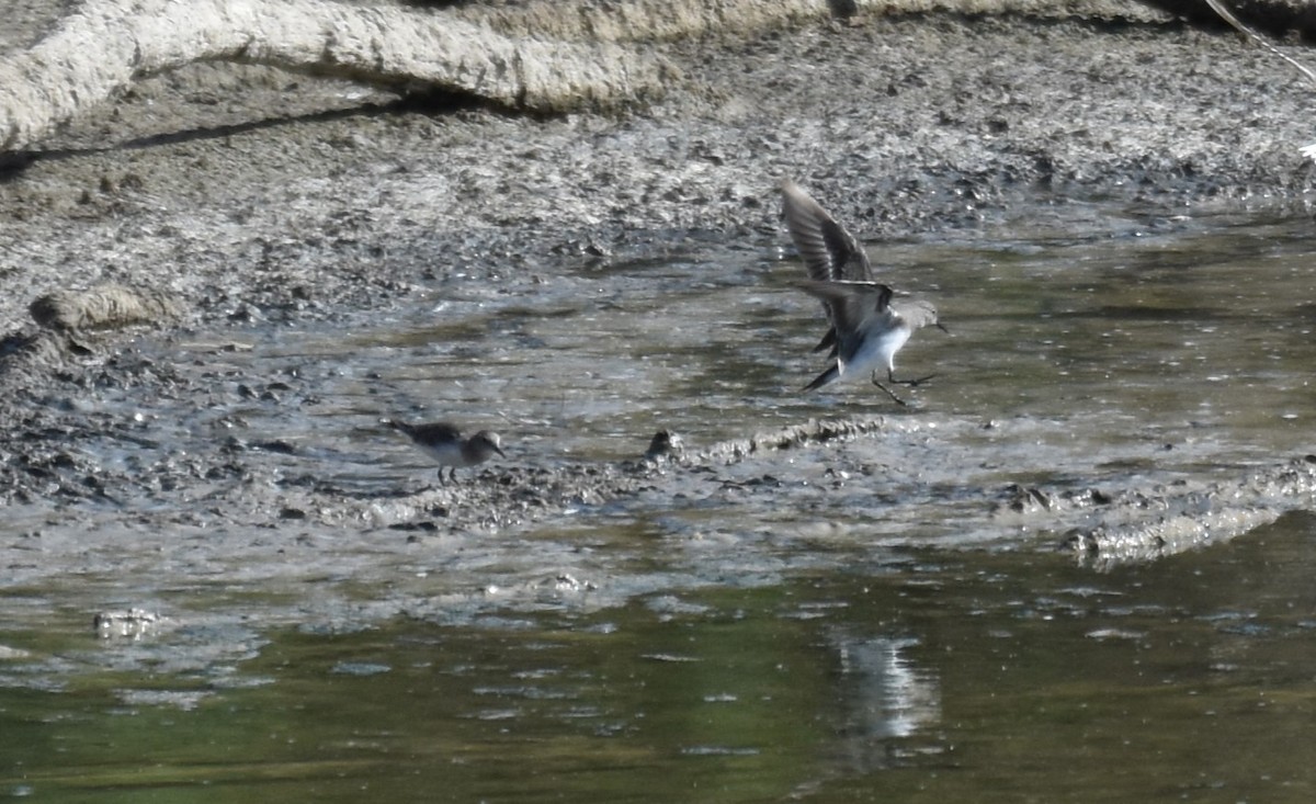 Temminckstrandläufer - ML624071128