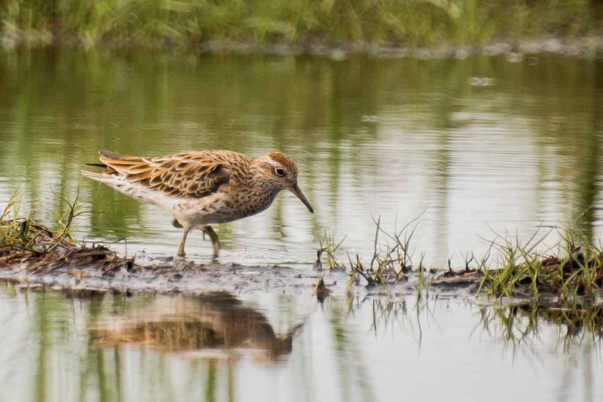 Sharp-tailed Sandpiper - ML624071130