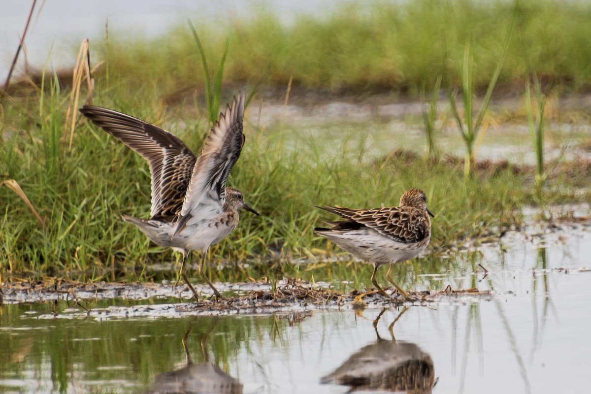 Sharp-tailed Sandpiper - ML624071131