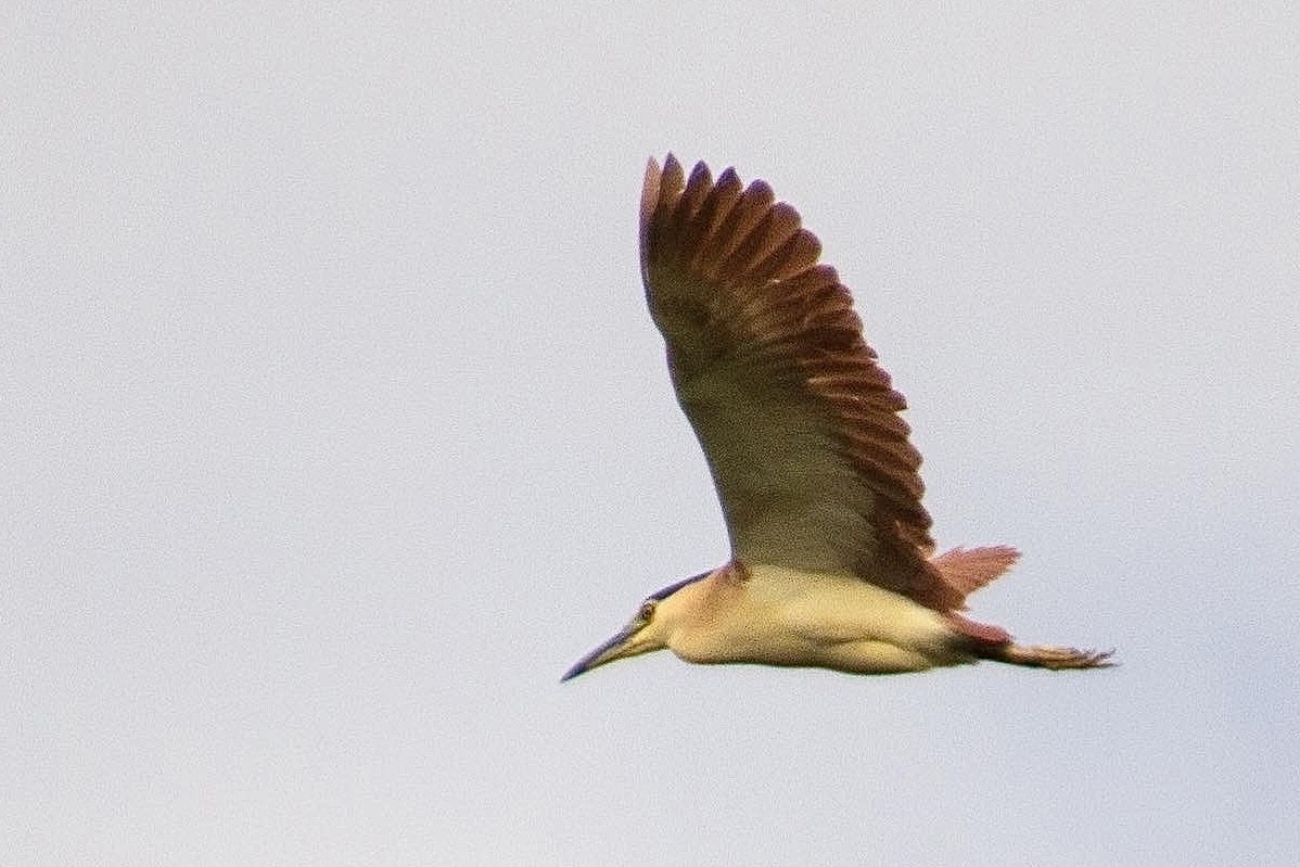 Nankeen Night Heron - ML624071134