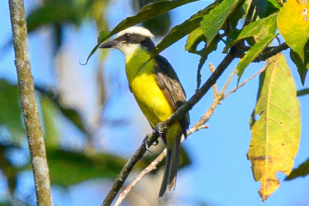 White-ringed Flycatcher - ML624071141