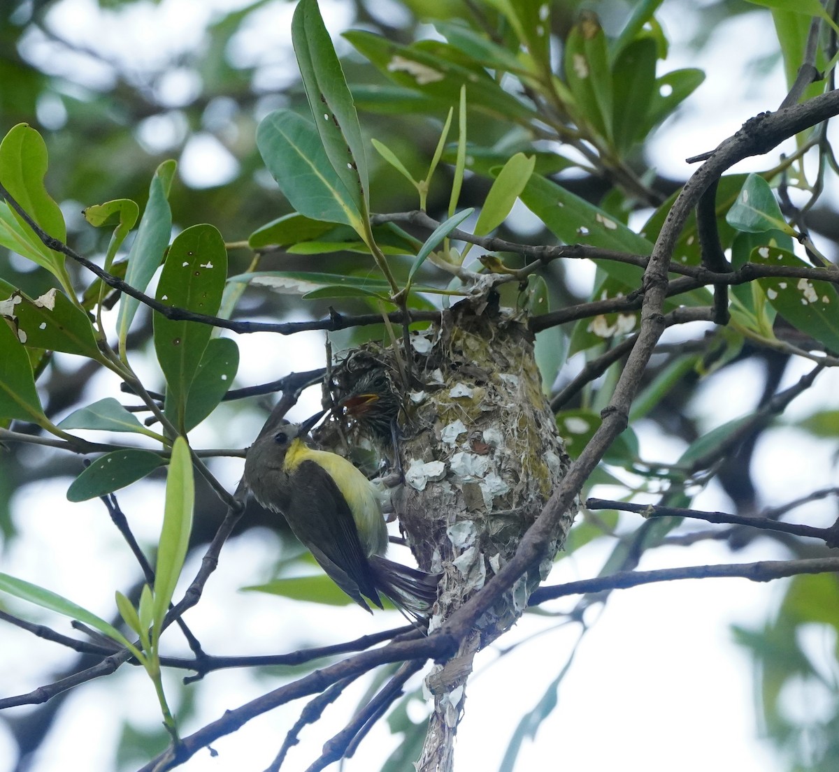 Golden-bellied Gerygone - ML624071170