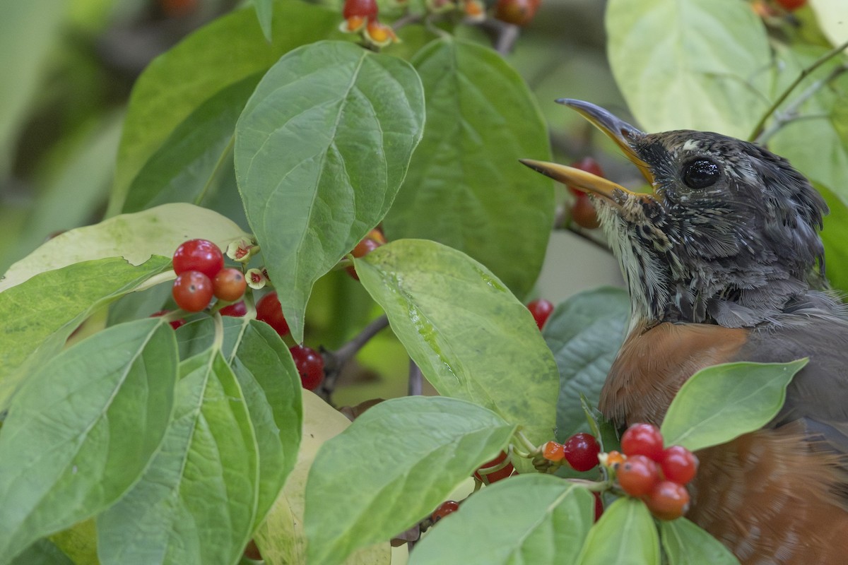 American Robin - ML624071196