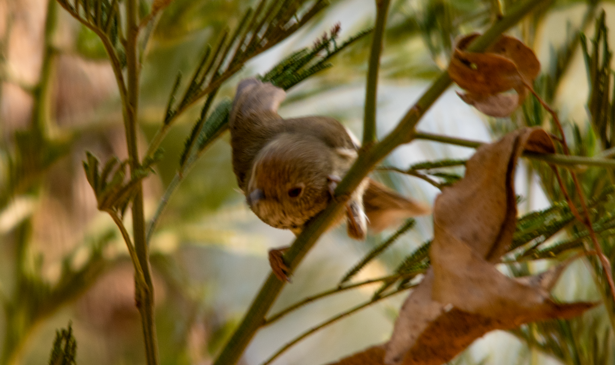 Striated Thornbill - ML624071222