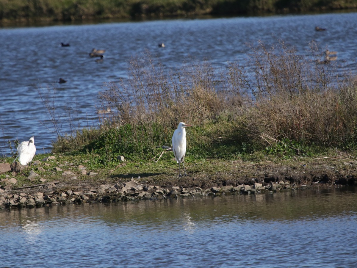 Great Egret (modesta) - ML624071231