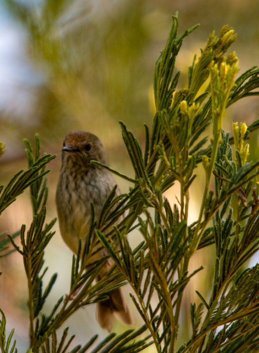 Striated Thornbill - ML624071237