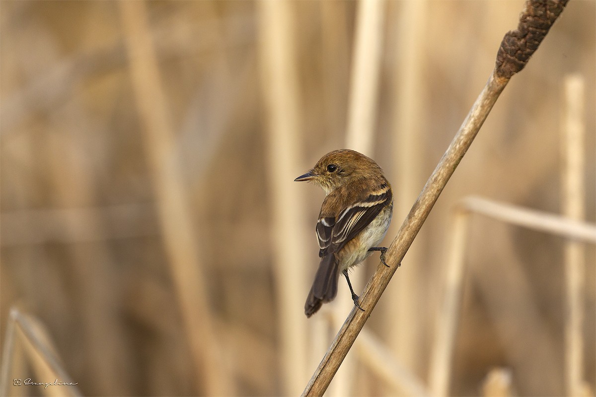 Bran-colored Flycatcher - ML624071266