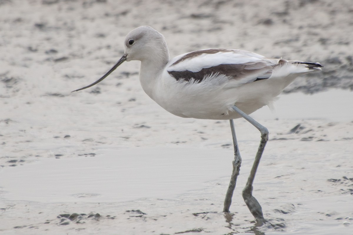 American Avocet - ML624071279