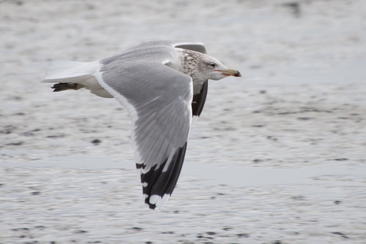 California Gull - Miguel Rouco