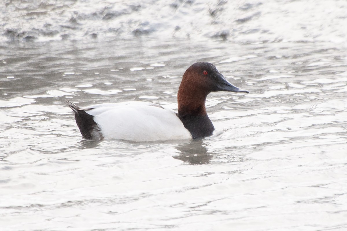 Canvasback - ML624071284