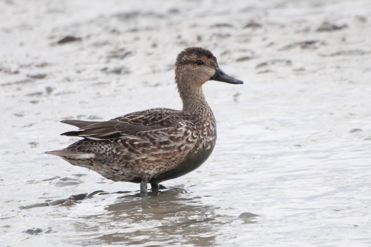 Green-winged Teal (American) - ML624071285