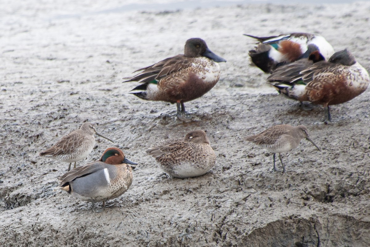 Green-winged Teal (American) - ML624071286