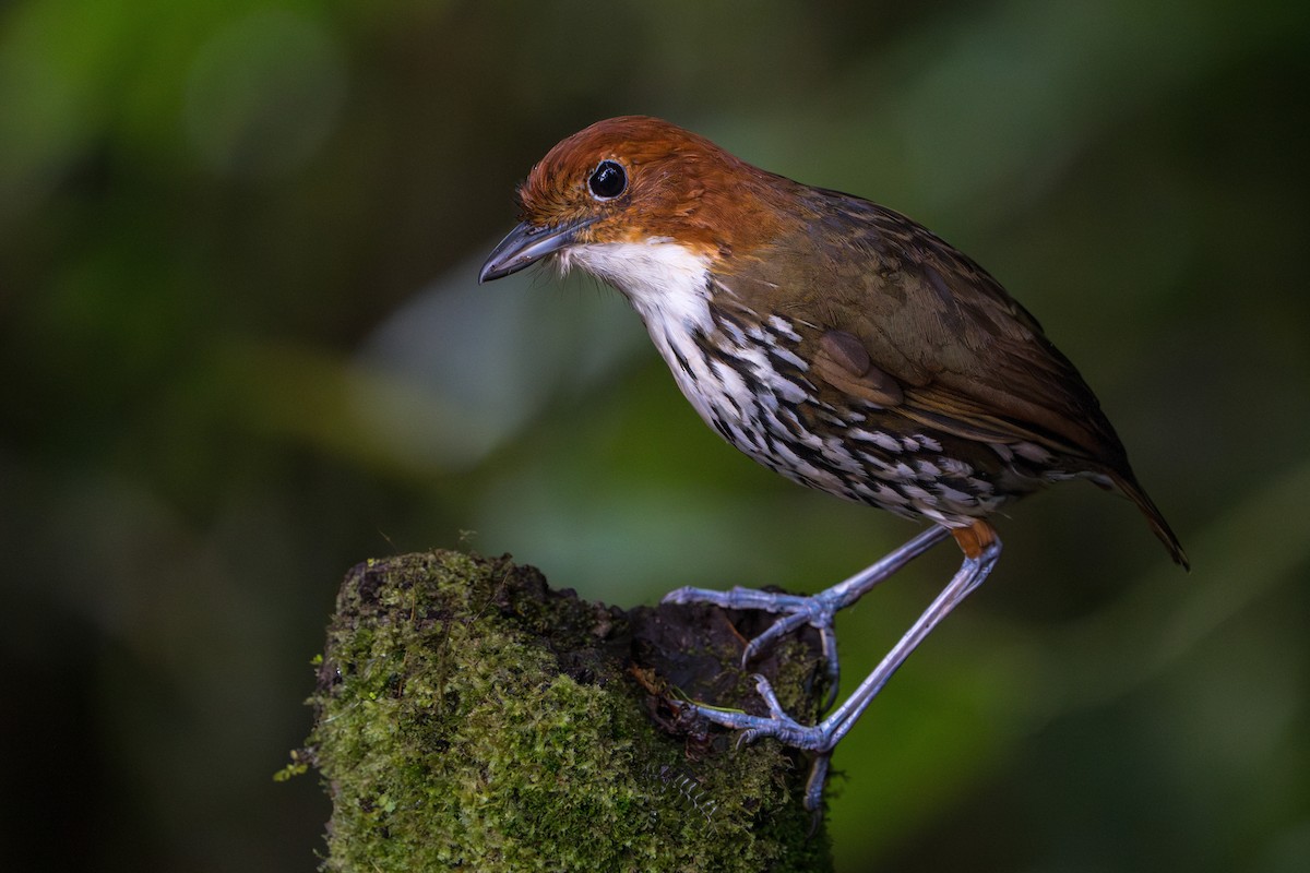 Chestnut-crowned Antpitta - ML624071293