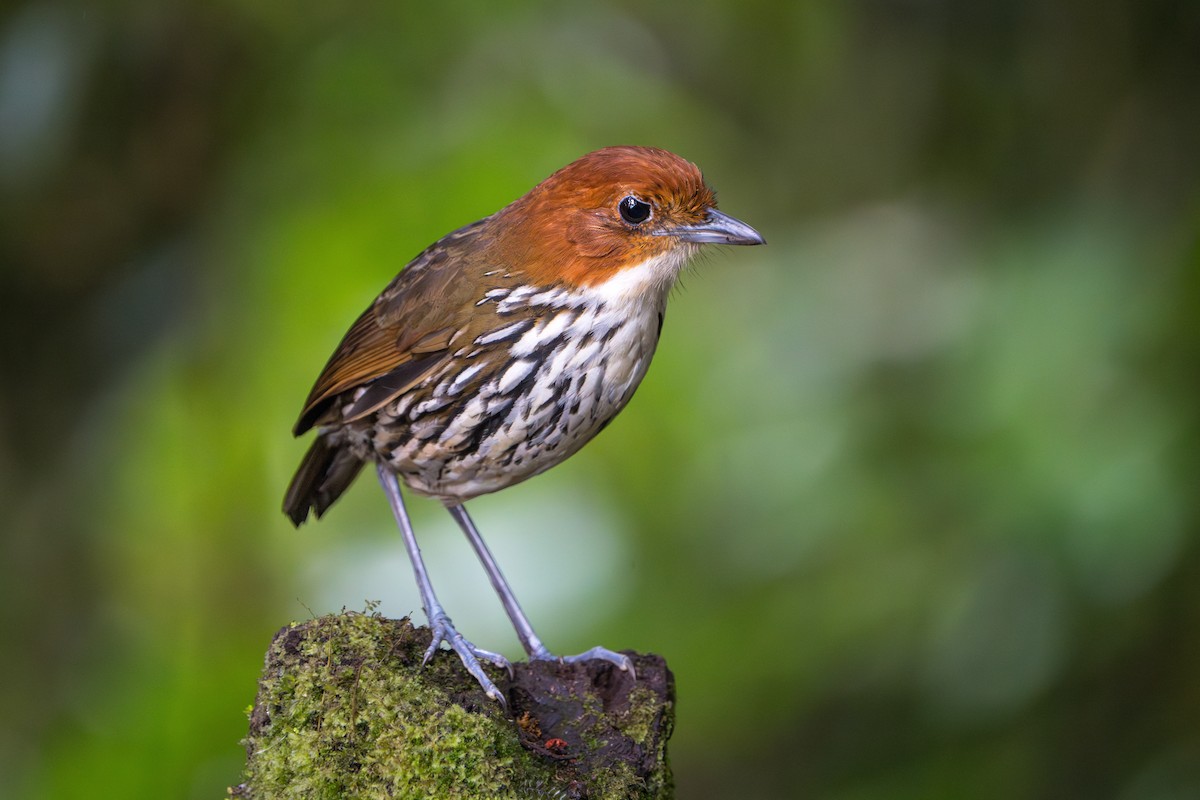 Chestnut-crowned Antpitta - ML624071294