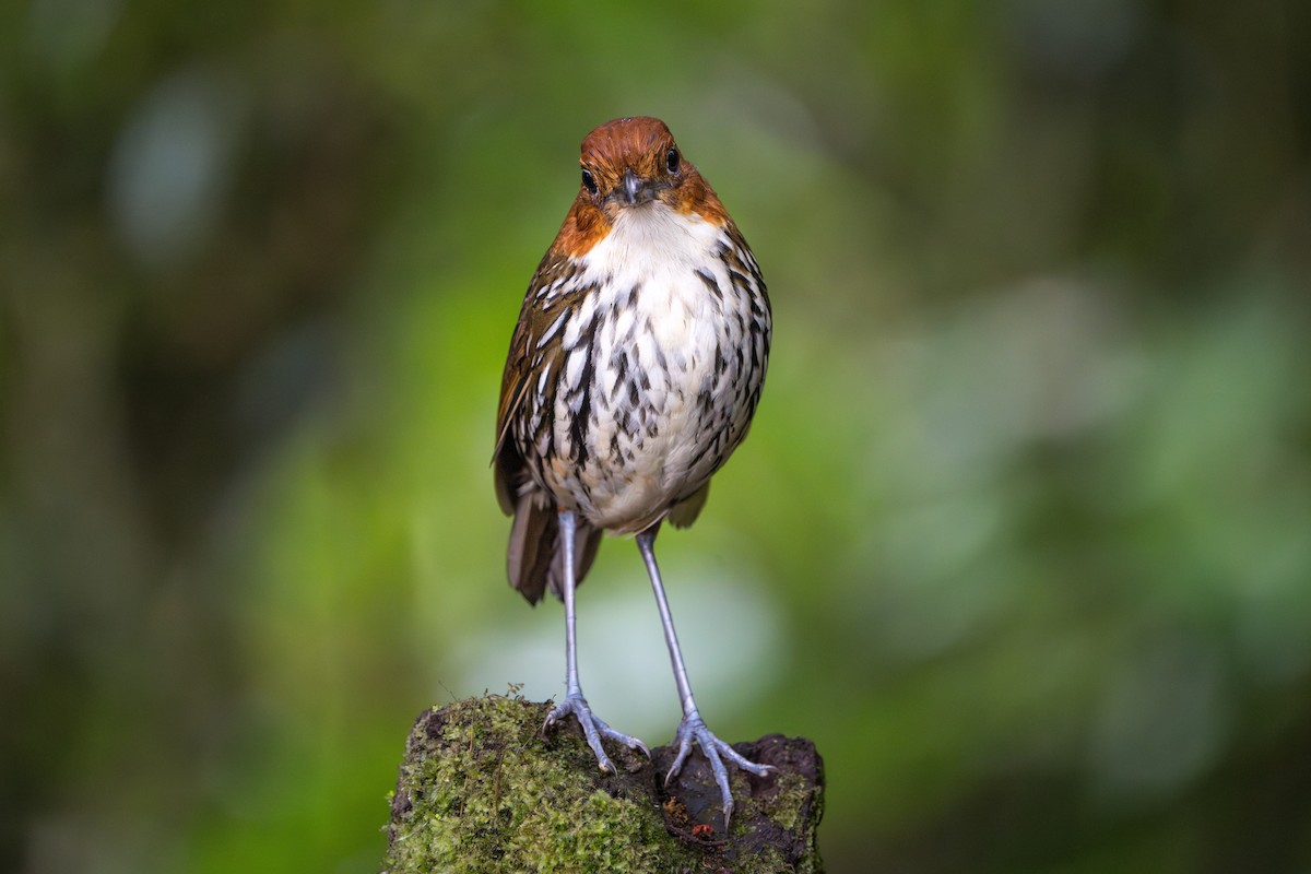 Chestnut-crowned Antpitta - ML624071296