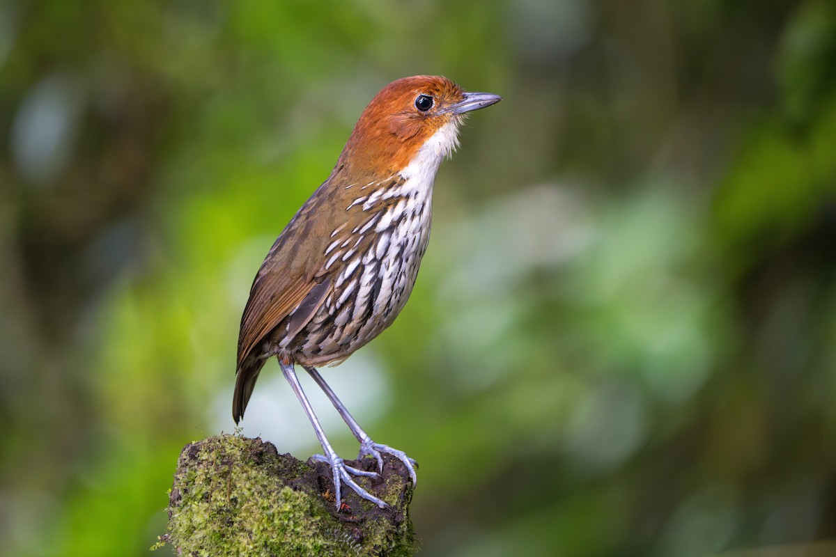 Chestnut-crowned Antpitta - ML624071299