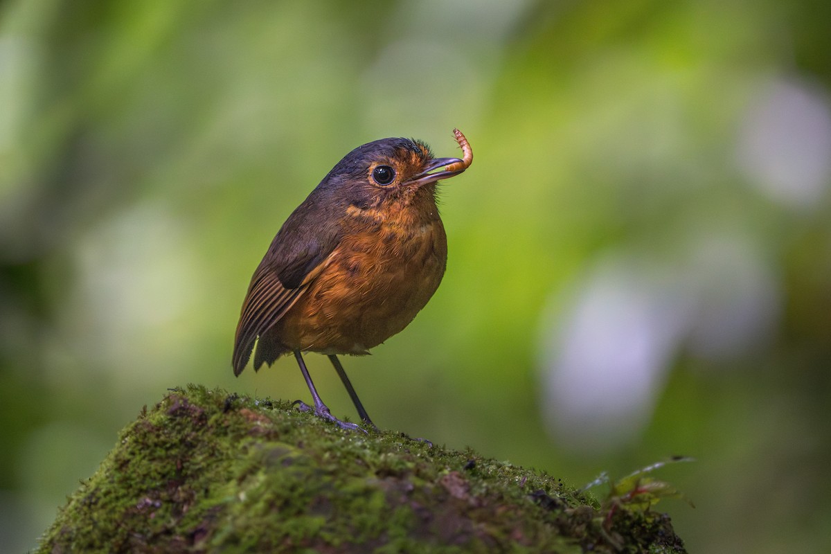 Slate-crowned Antpitta - ML624071301