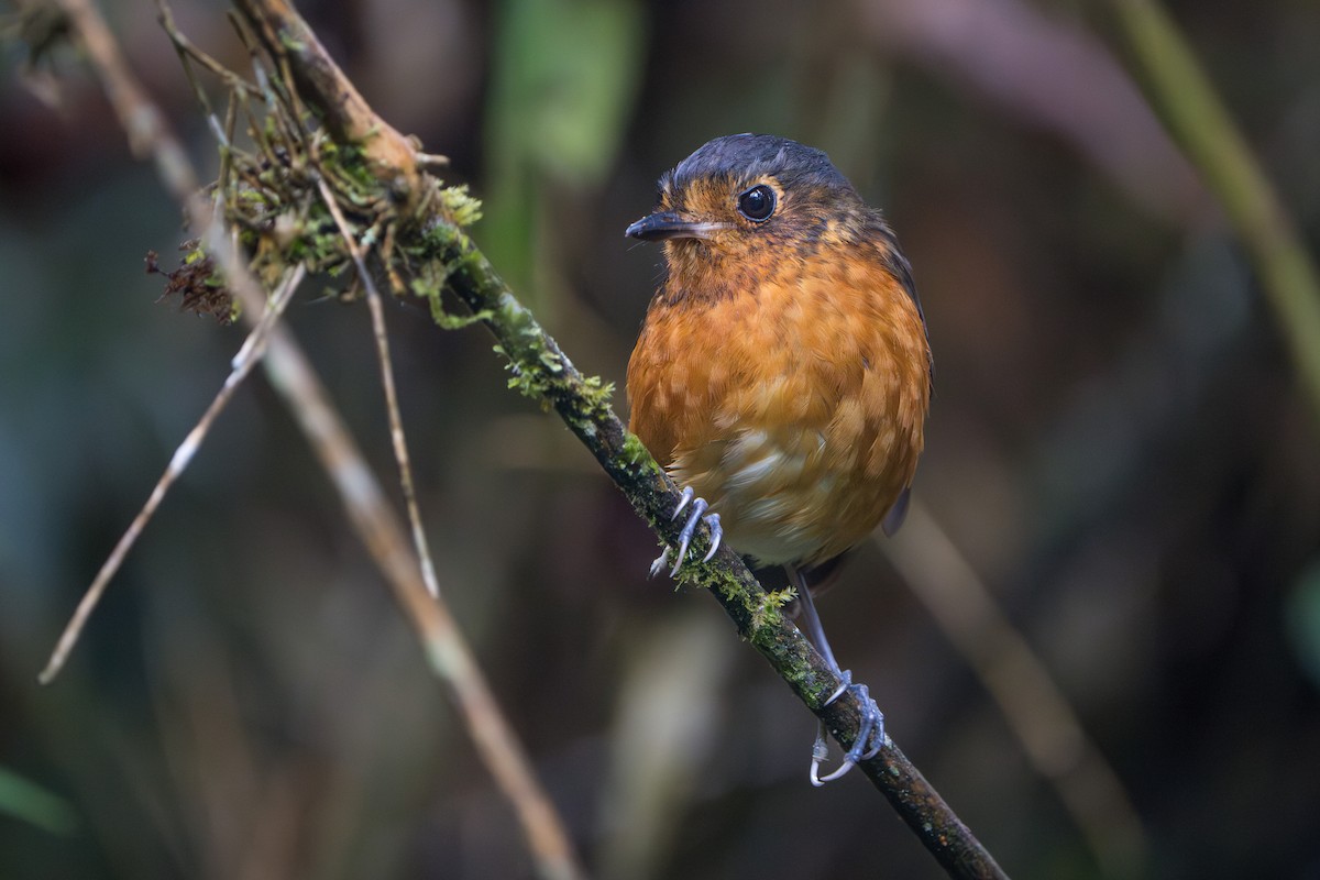 Slate-crowned Antpitta - ML624071309