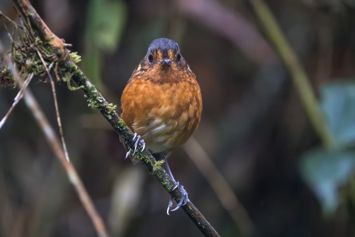 Slate-crowned Antpitta - ML624071310