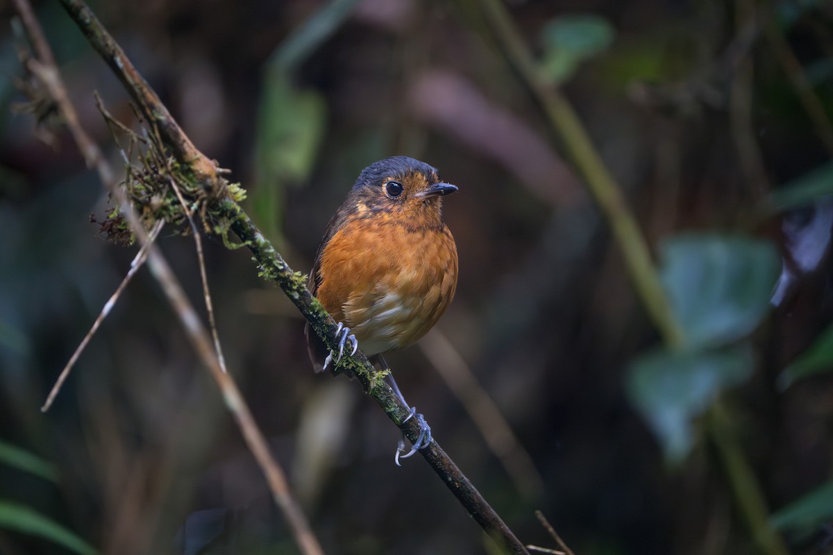 Slate-crowned Antpitta - ML624071311