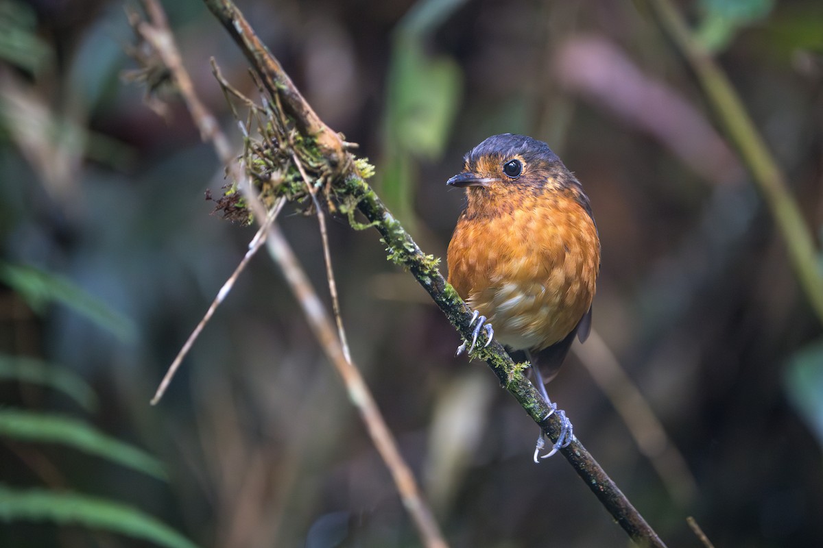 Slate-crowned Antpitta - ML624071312