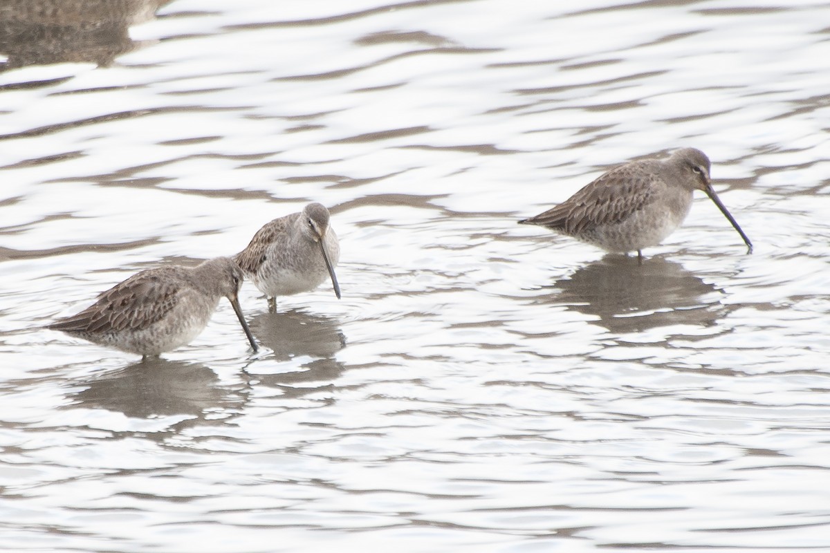 Long-billed Dowitcher - ML624071318