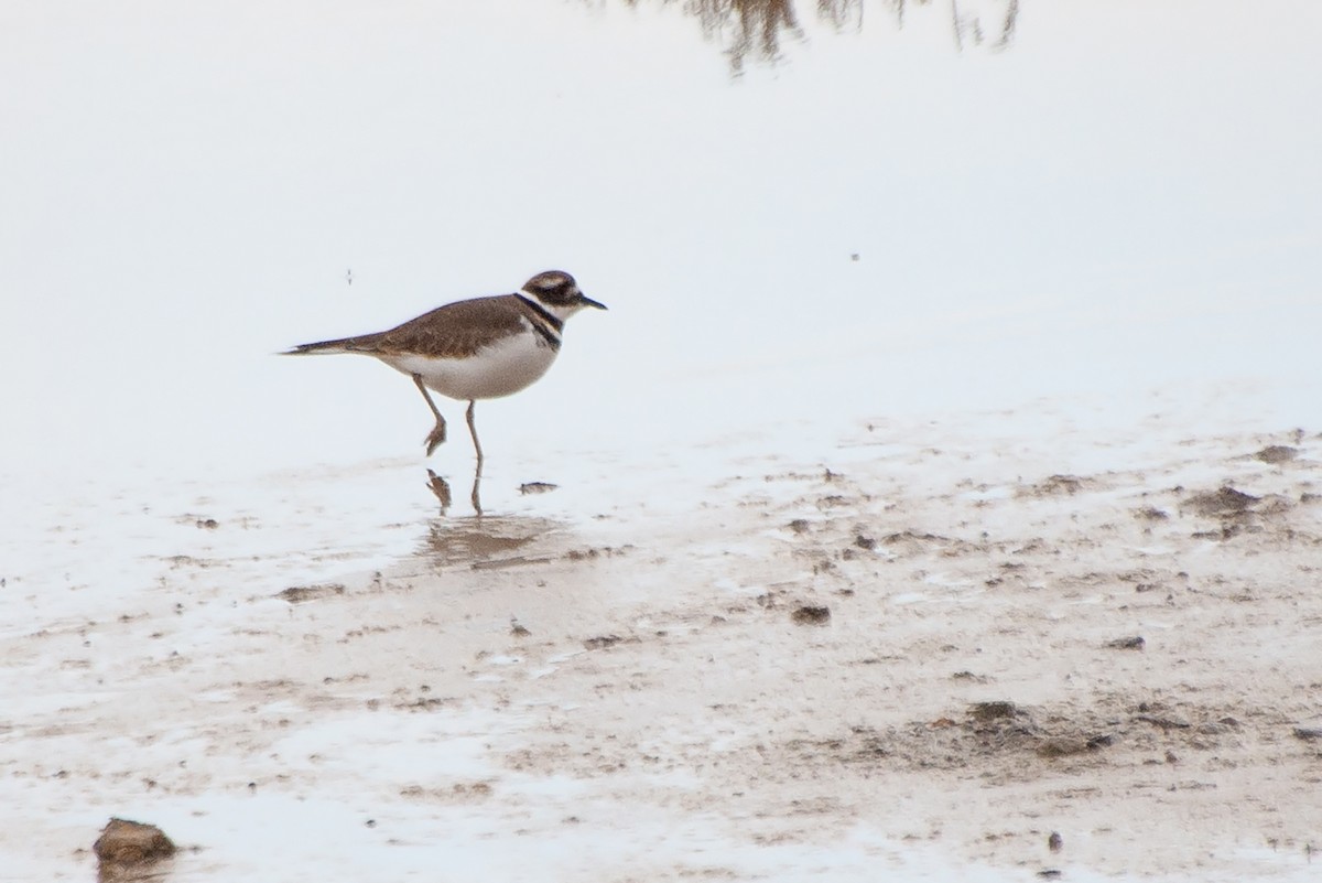 Killdeer - ML624071319