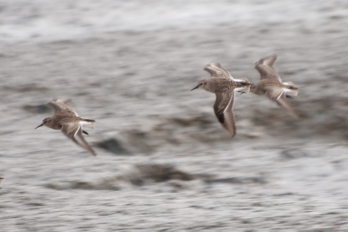 Least Sandpiper - ML624071336