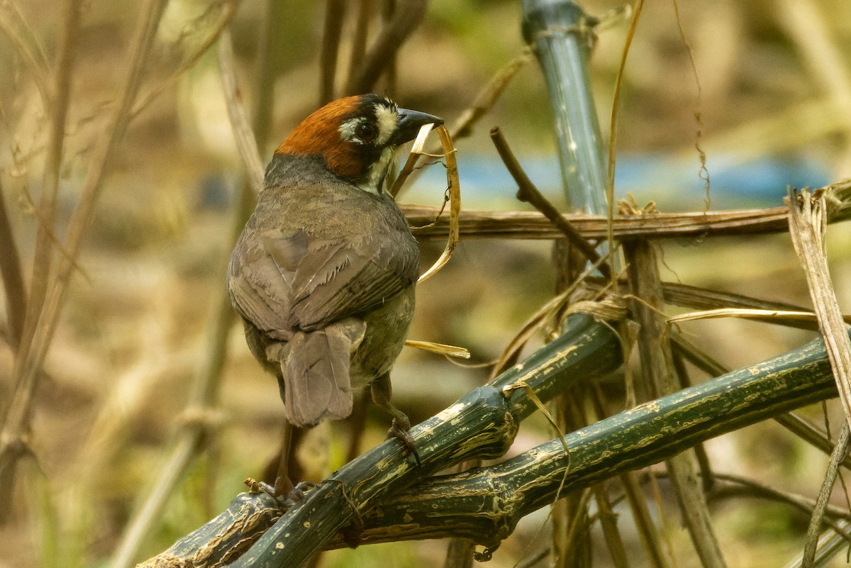 Cabanis's Ground-Sparrow - Gavin McKinnon