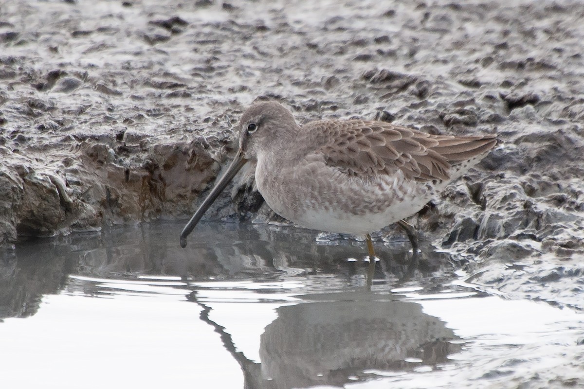 Long-billed Dowitcher - ML624071345