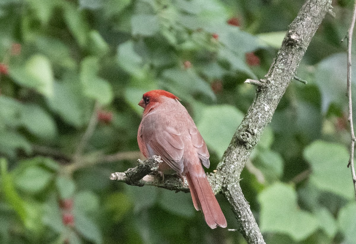 Northern Cardinal - ML624071346