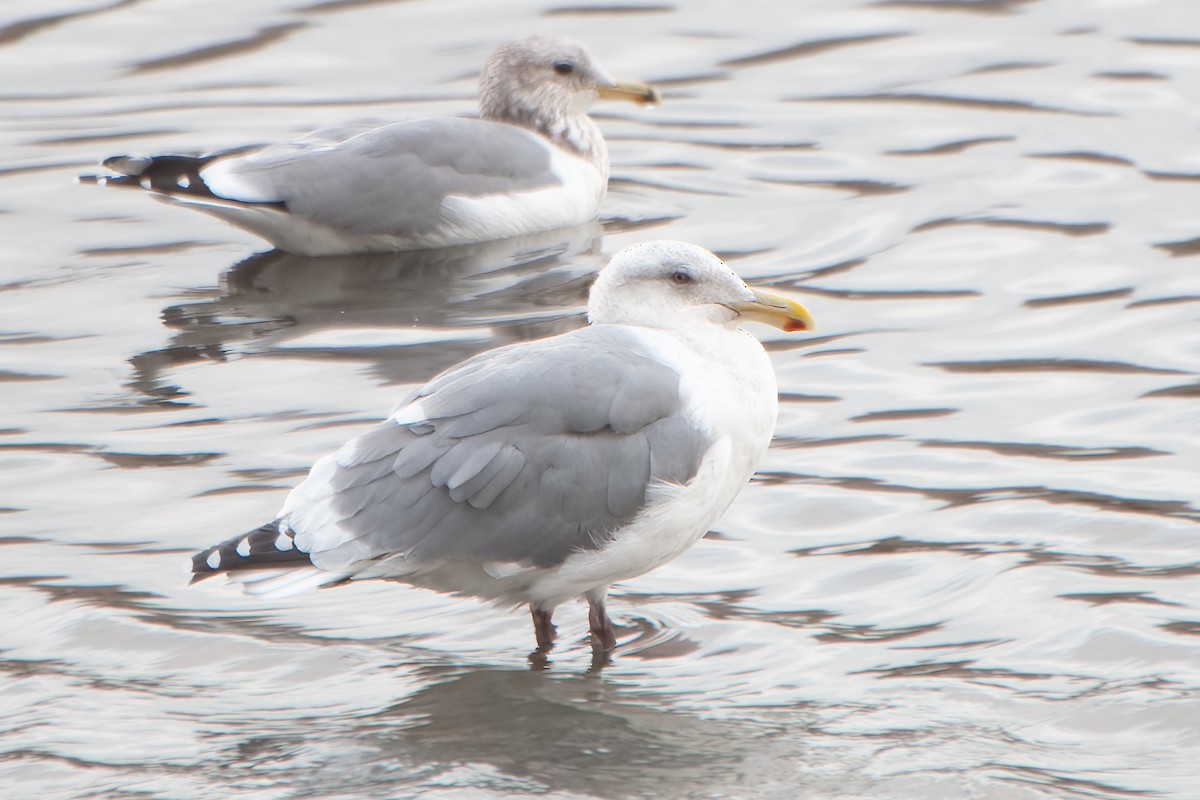 Western x Glaucous-winged Gull (hybrid) - ML624071387