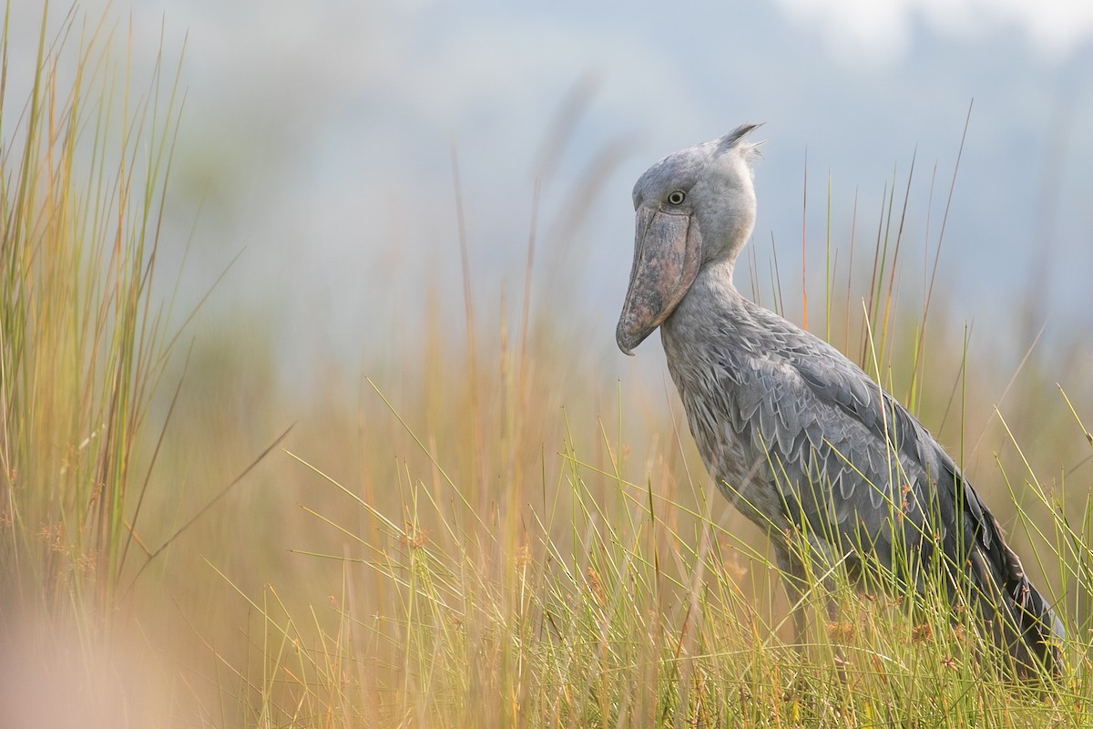 Shoebill - ML624071395