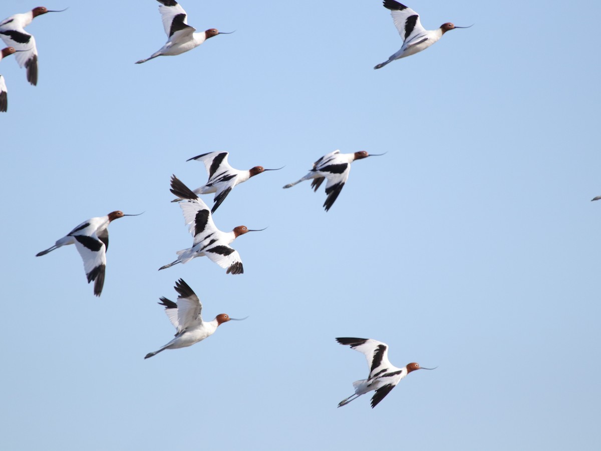 Red-necked Avocet - ML624071396